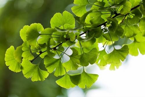 Ginkgo Biloba: Natural Support for Brain, Circulation, and Vitality